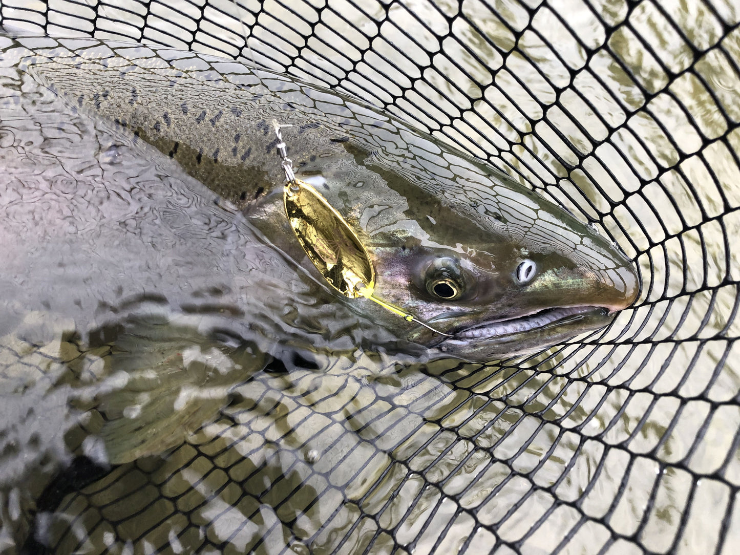 Bling 15g (1/2oz) Trailing Hook Spoon